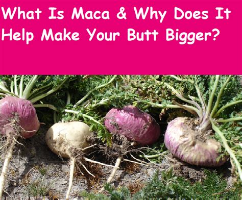 maca root buttocks|Taking Maca for Curves and Larger Buttocks: Does It .